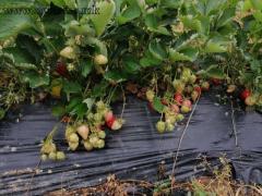 Sadnice jagoda za jesenju sadnju