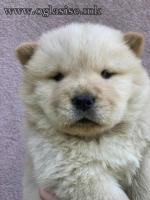 Chow Chow muzjaci 