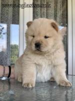 Chow Chow muzjaci 