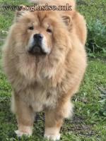 Cau cau chow chow stenci