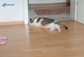Прекрасна женска мачка за продажба / Liebevolle weibliche Katze zu verkaufen
