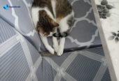 Прекрасна женска мачка за продажба / Liebevolle weibliche Katze zu verkaufen