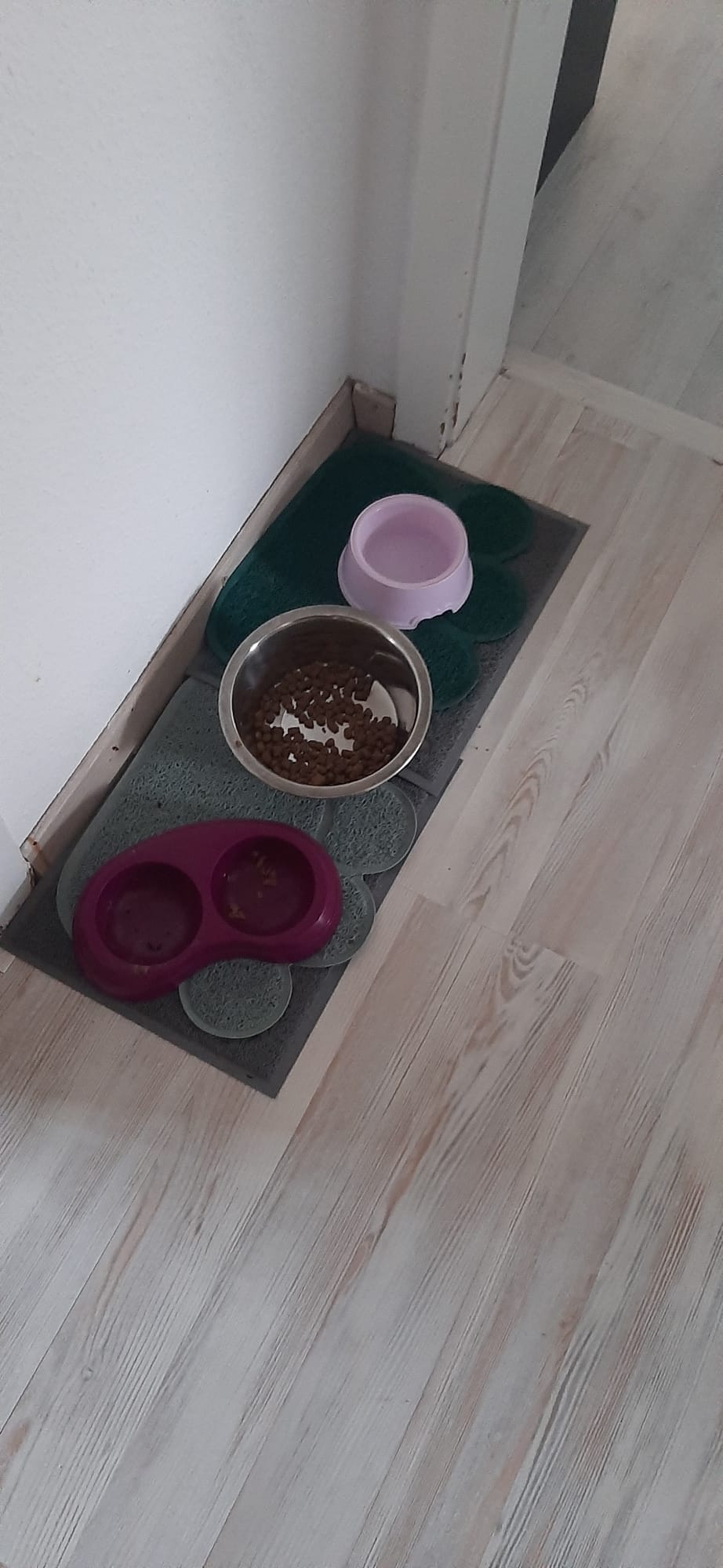 Прекрасна женска мачка за продажба / Liebevolle weibliche Katze zu verkaufen