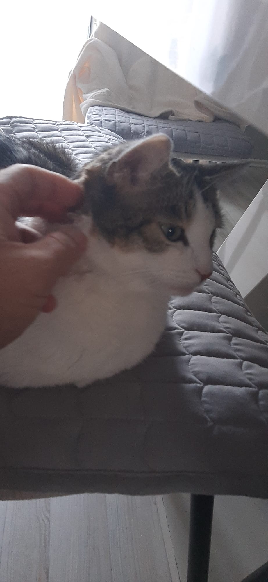 Прекрасна женска мачка за продажба / Liebevolle weibliche Katze zu verkaufen