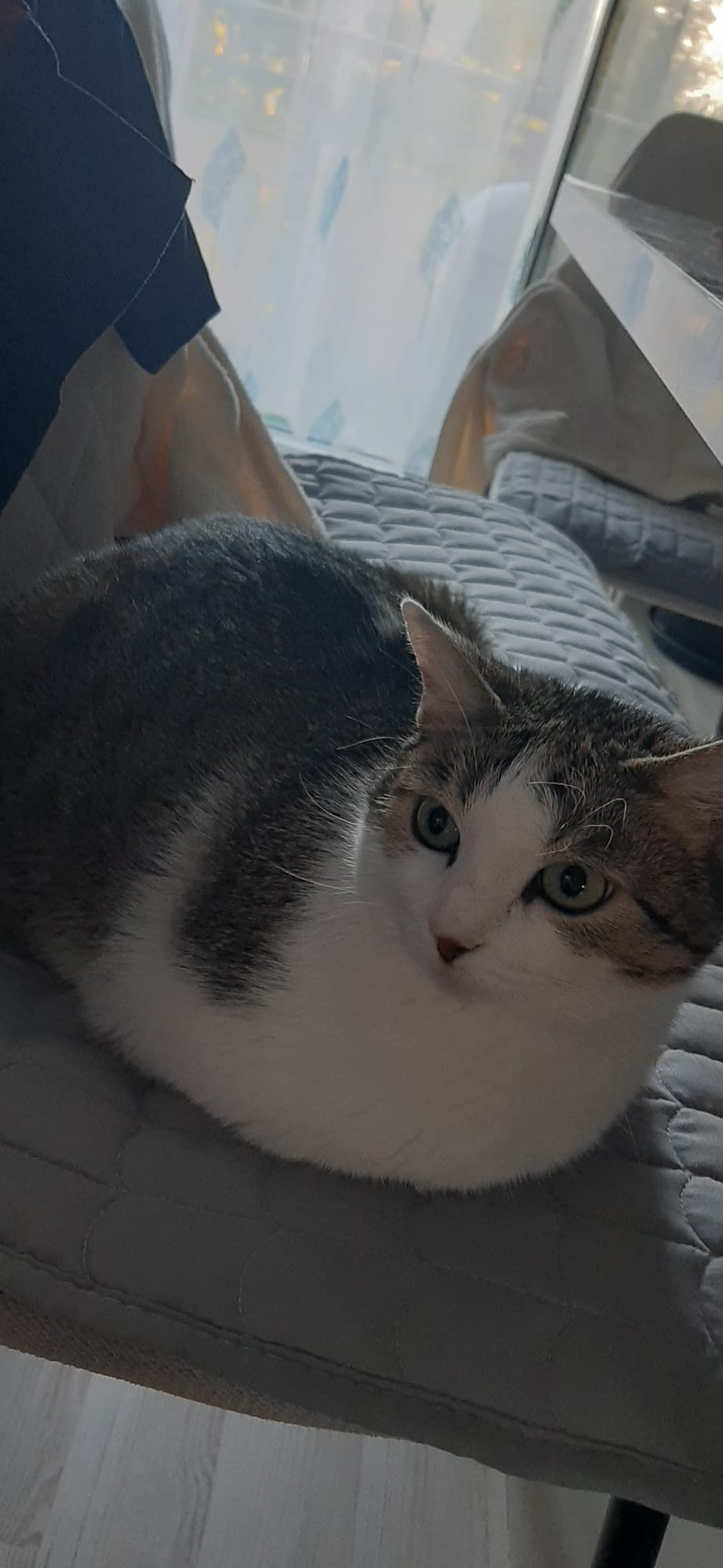 Прекрасна женска мачка за продажба / Liebevolle weibliche Katze zu verkaufen