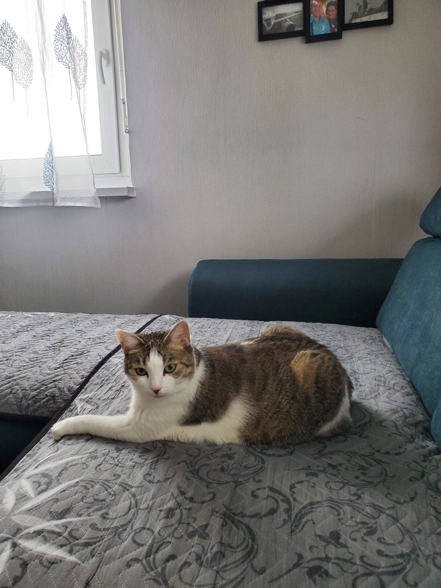 Прекрасна женска мачка за продажба / Liebevolle weibliche Katze zu verkaufen