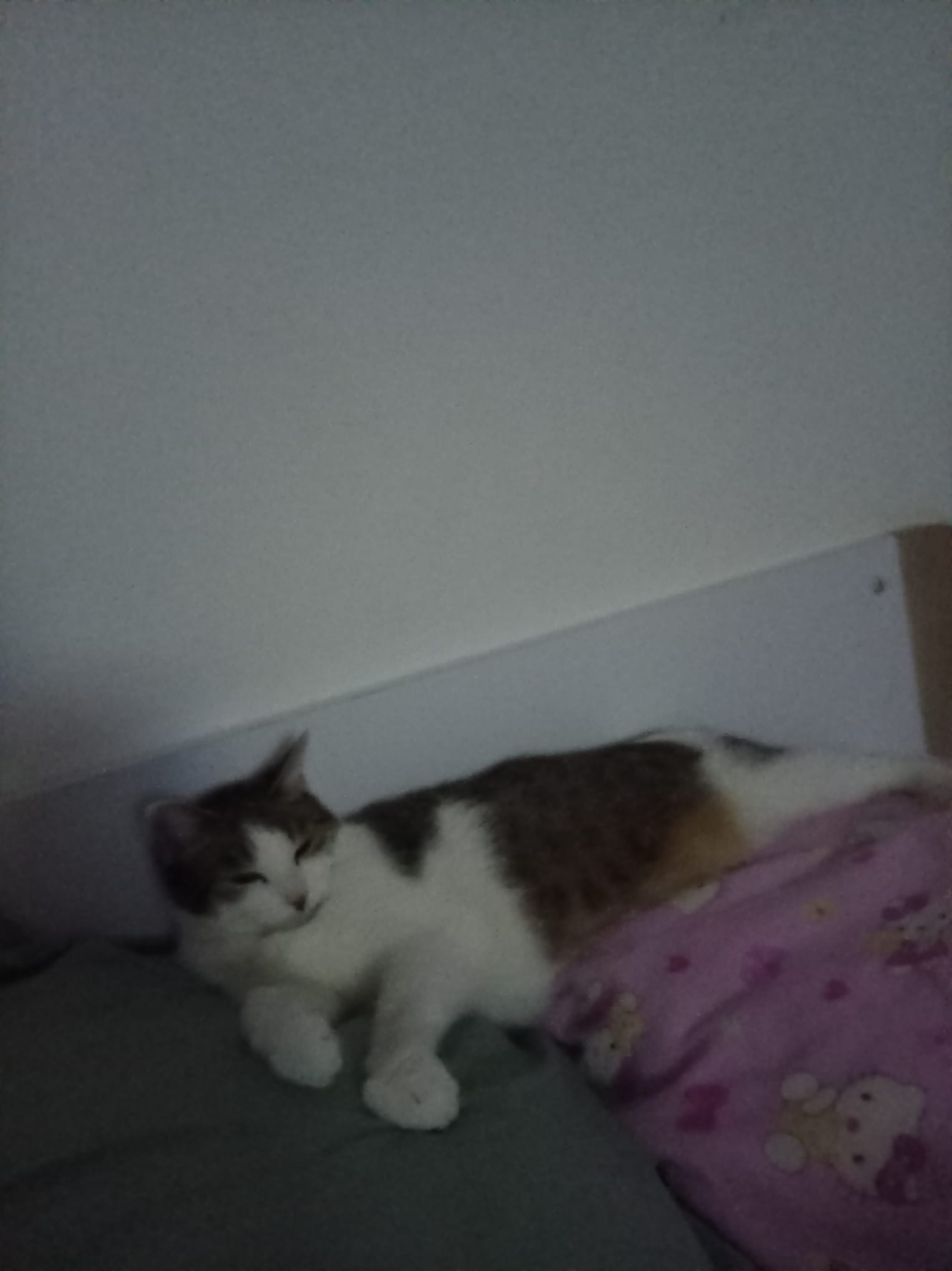Прекрасна женска мачка за продажба / Liebevolle weibliche Katze zu verkaufen