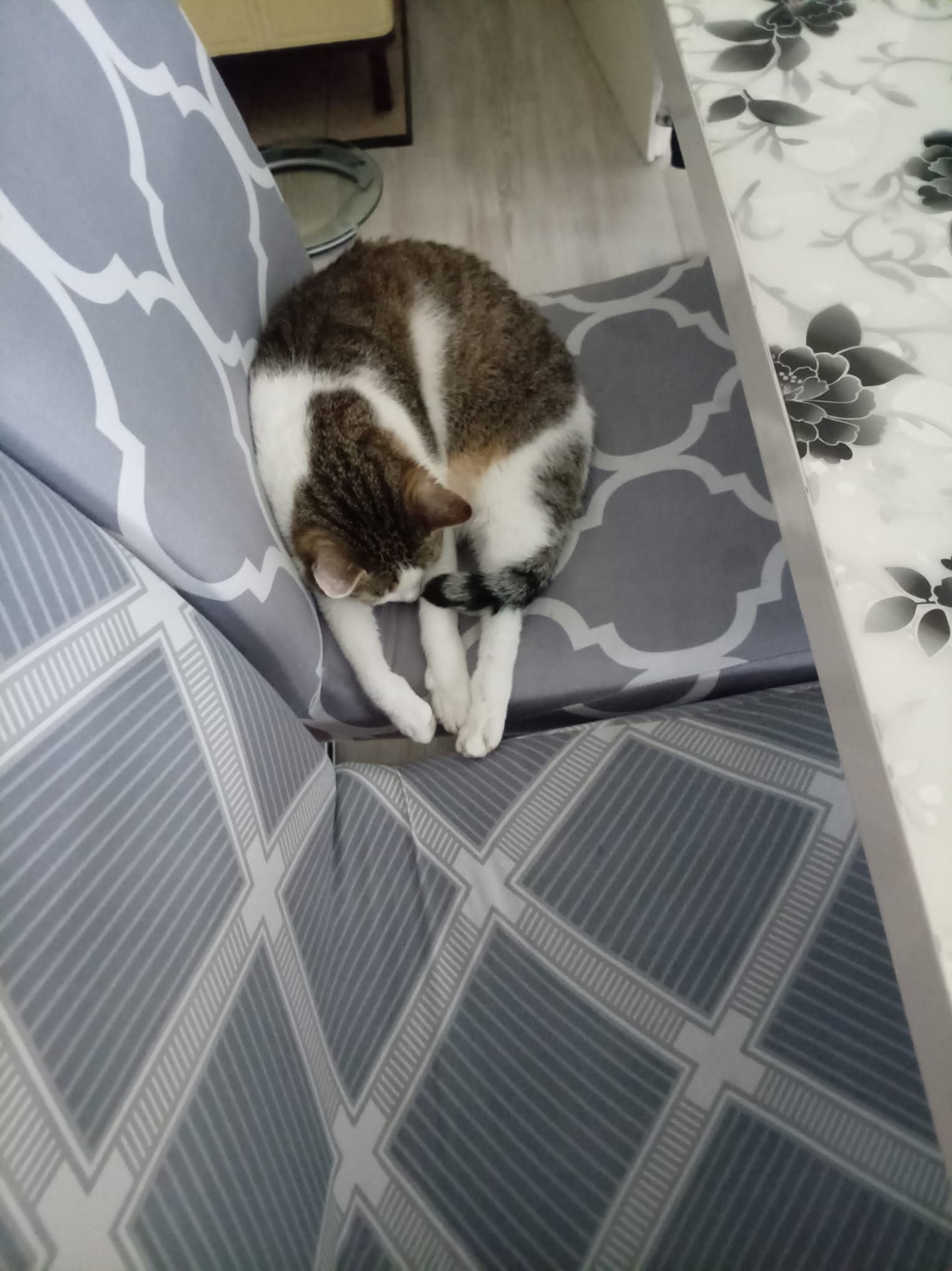 Прекрасна женска мачка за продажба / Liebevolle weibliche Katze zu verkaufen