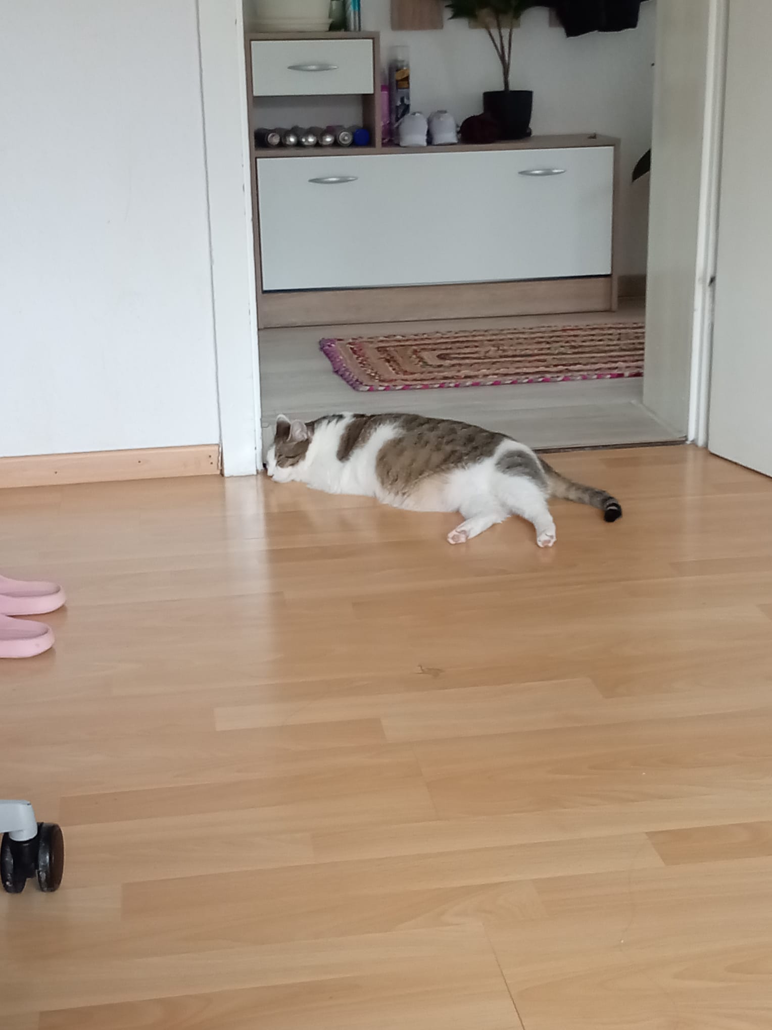 Прекрасна женска мачка за продажба / Liebevolle weibliche Katze zu verkaufen
