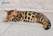 MMaestro_bengal macici