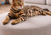 MMaestro_bengal macici