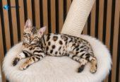 MMaestro_bengal macici