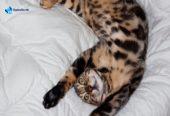 MMaestro_bengal macici