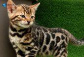 MMaestro_bengal macici