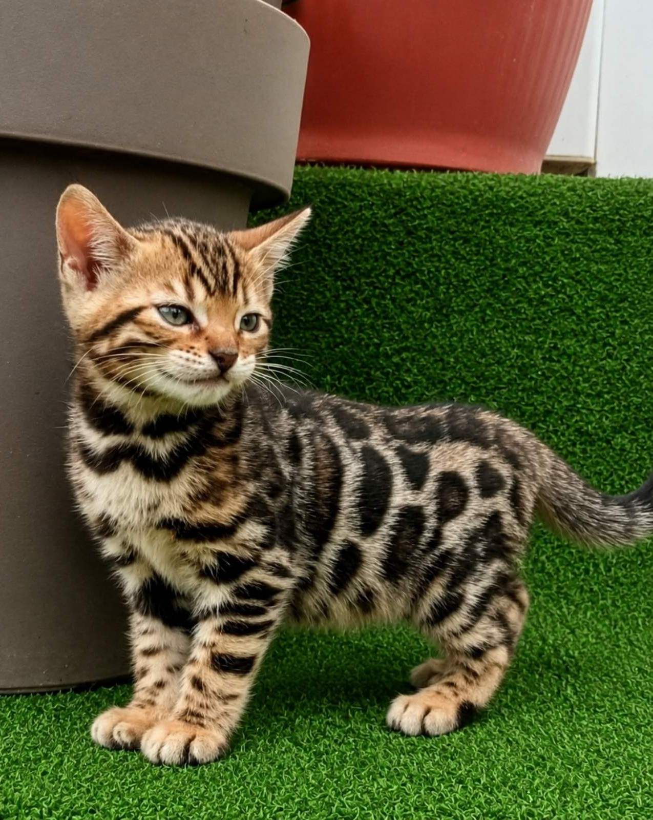 MMaestro_bengal macici