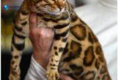 MMaestro_bengal macici