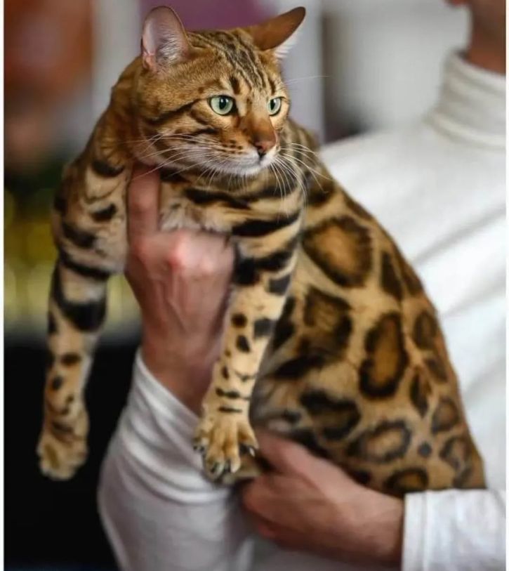 MMaestro_bengal macici