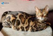 MMaestro_bengal macici