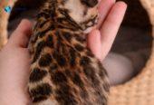 MMaestro_bengal macici
