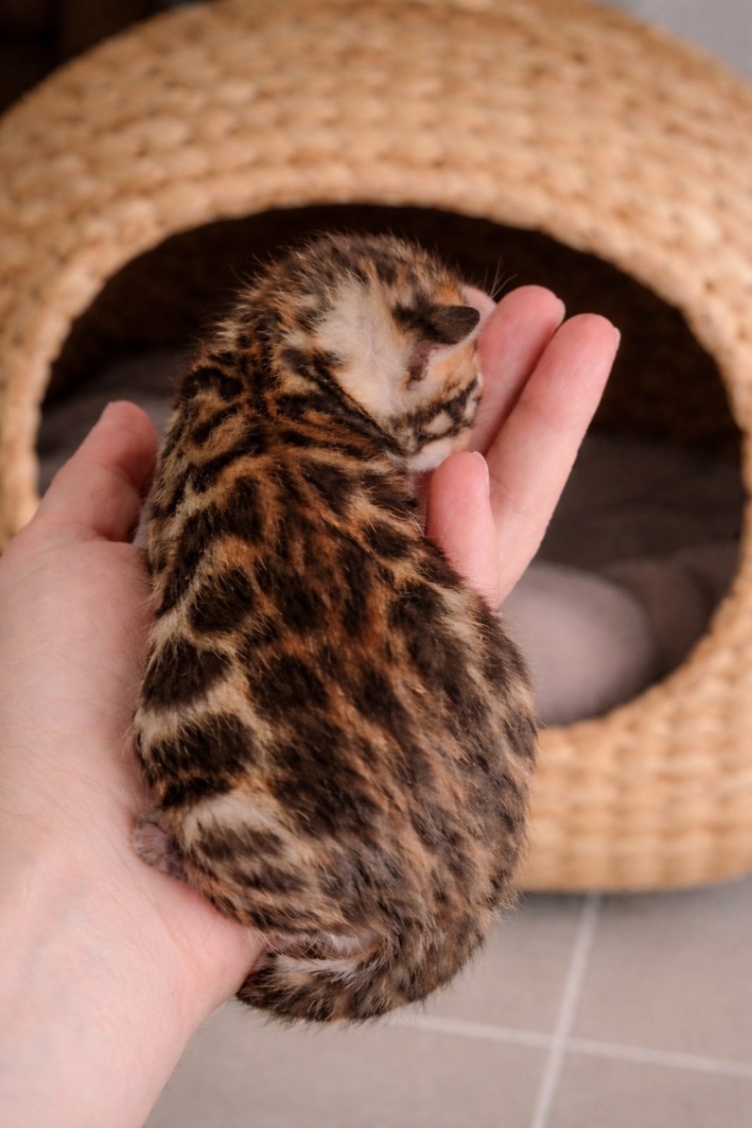 MMaestro_bengal macici