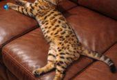 MMaestro_bengal macici