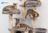 MMaestro_bengal macici