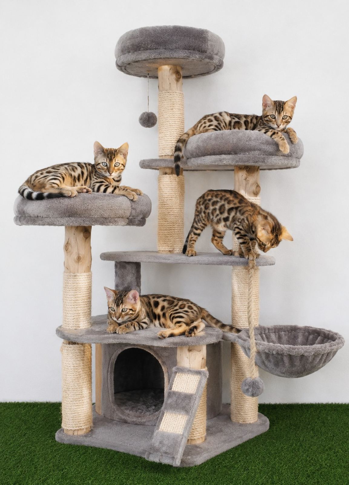 MMaestro_bengal macici